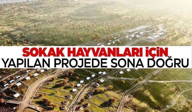 Manisa’da sokak hayvanları için yapılan projede sona doğru