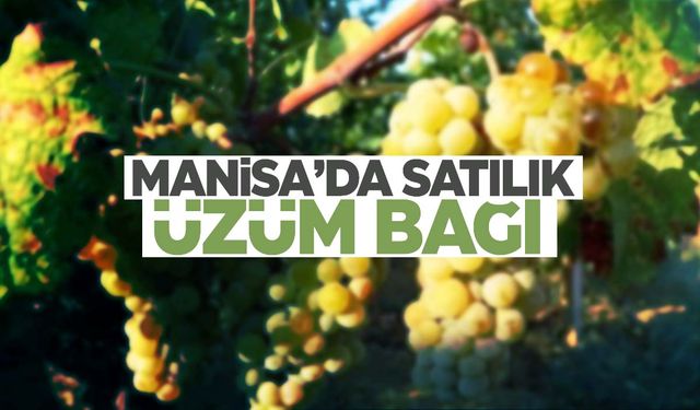 Manisa’da üzüm bağı satışta!