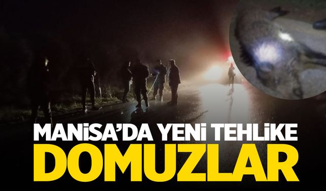 Manisa'da yeni tehlike! Domuzlar mahalleyi sardı