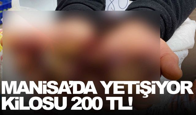 Manisa’da yetişiyor… Kilosu 200 TL!