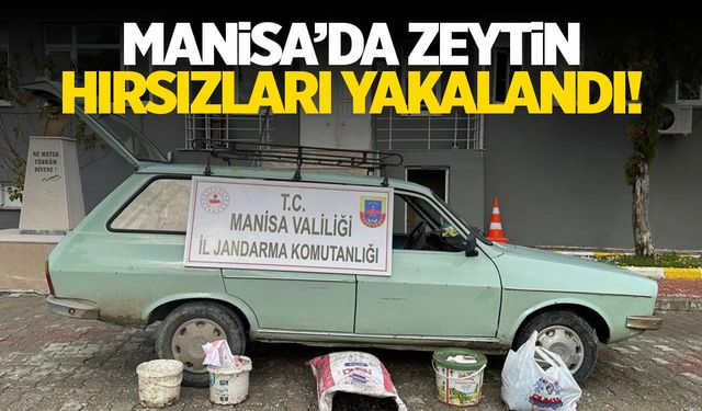 Manisalı üreticinin zeytinine göz diktiler!