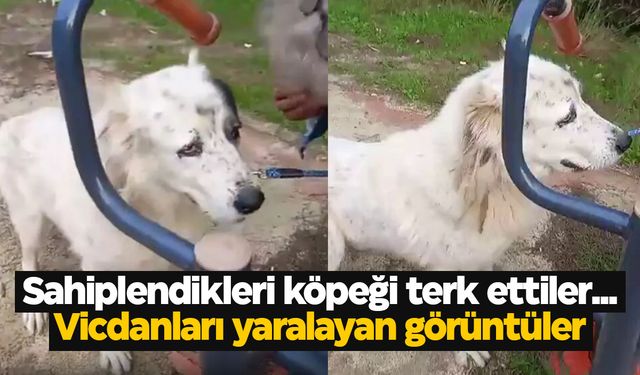 Sahiplendikleri köpeği terk ettiler... Köpek ağlayarak adeta yalvardı