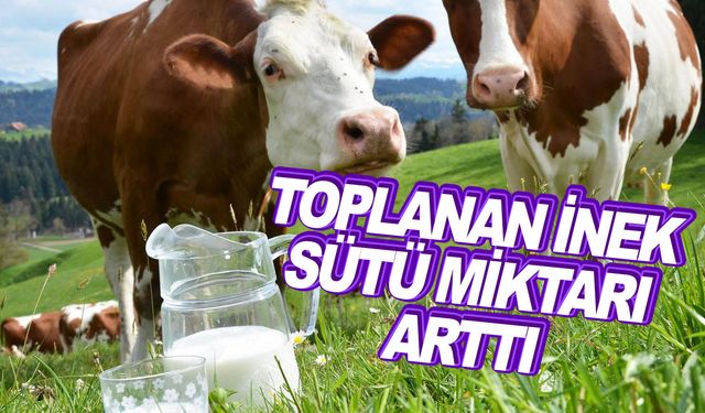 Ticari süt işletmelerince 819 bin 386 ton inek sütü toplandı