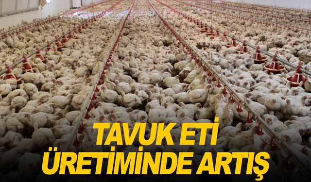 Tavuk eti üretimi yüzde 1,4 arttı