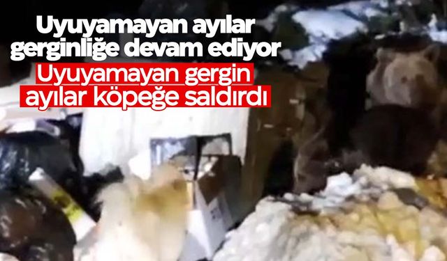 Meşhur ‘Uyuyamayan’ ayı ailesi köpeğe saldırdı!