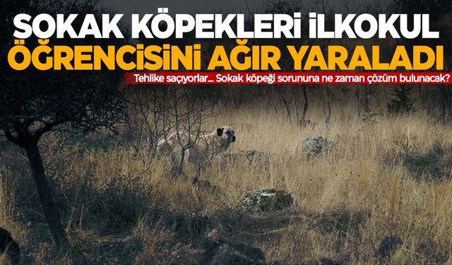 Yine sokak köpeği saldırısı… Çocuk ağır yaralandı!