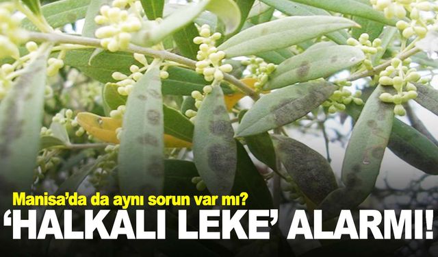 Zeytinde ‘Halkalı leke’ alarmı!