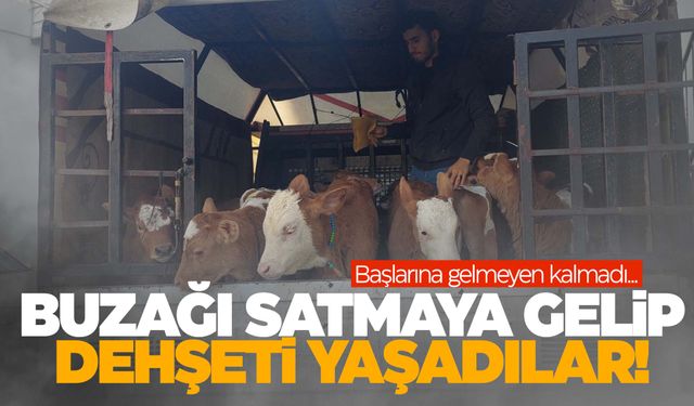 Başlarına gelmeyen kalmadı… Ege’de buzağı ticareti kötü bitti!