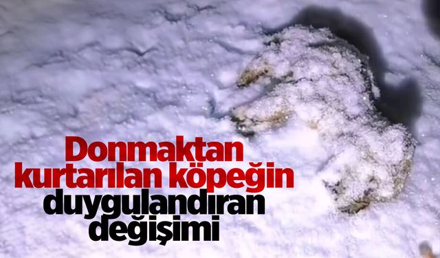 Donmaktan kurtarılan köpeğin duygulandıran değişimi