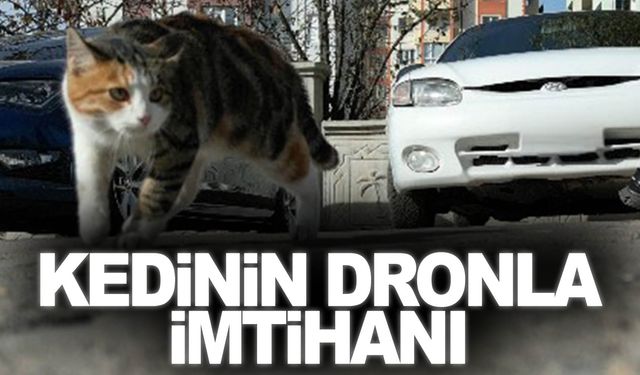 Dronun şaşkına çevirdiği kedi gülümsetti