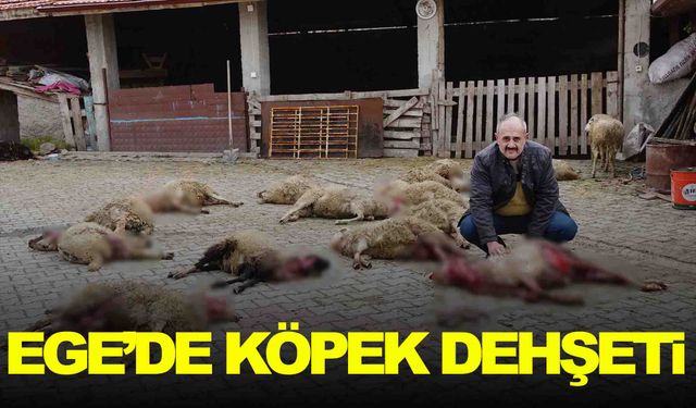 Ege ilinde köpek dehşeti! 22 koyun telef oldu!