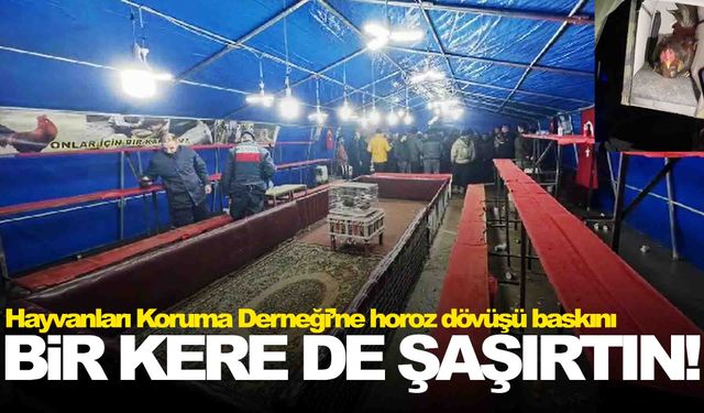 Ege’de Hayvanları Koruma Derneği’ne horoz dövüşü baskını!