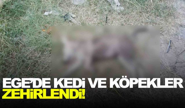 Ege’de kedi ve köpekler zehirlendi! 3 günde 8 kedi ve köpek telef oldu!