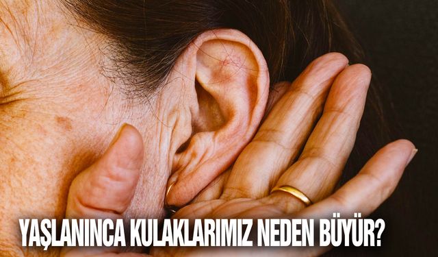 Yaşlanınca kulaklarımız neden büyür?