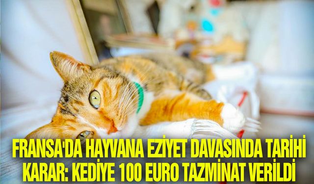 Fransa'da hayvana eziyet davasında tarihi karar: Kediye 100 euro tazminat verildi