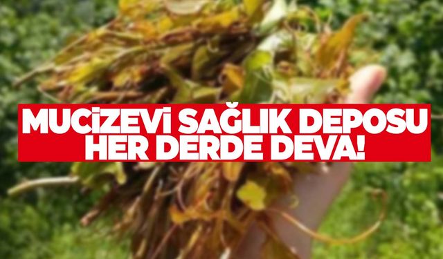 Mitolojide diken ucu olarak biliniyor… Her derde deva!