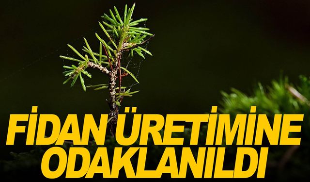 Ormancılık yatırımlarında fidan üretimine odaklanıldı