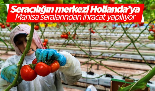 Portakallar şaşkın! Seracılığın merkezine Manisa seralarından ihracat yapıyoruz!