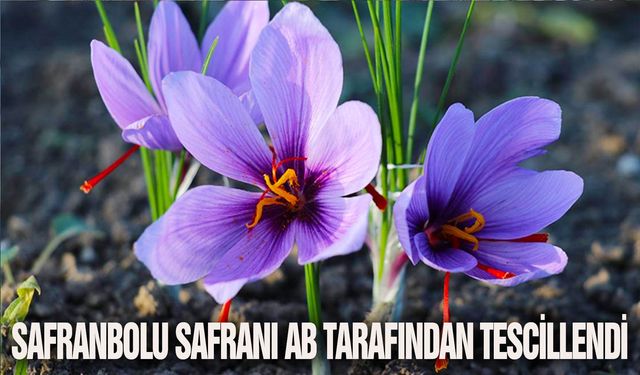 Safranbolu safranı AB tarafından tescillendi