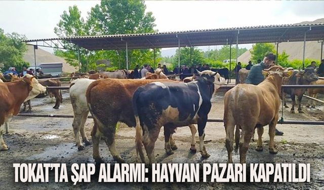 Tokat’ta şap alarmı: Hayvan pazarı kapatıldı