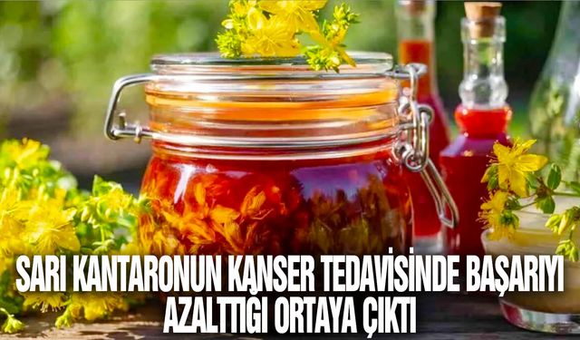 Sarı kantaronun kanser tedavisinde başarıyı azalttığı ortaya çıktı