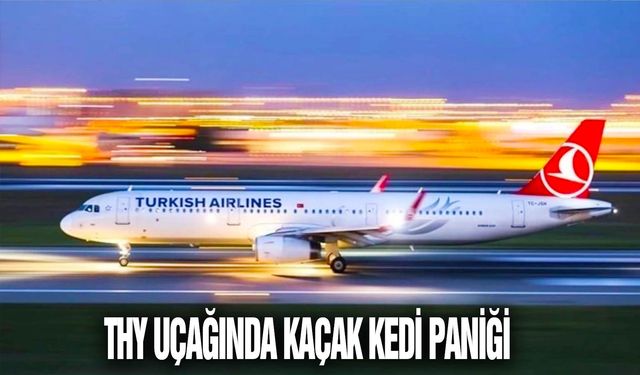 THY uçağında kaçak kedi paniği, sahibi kara listeye alındı