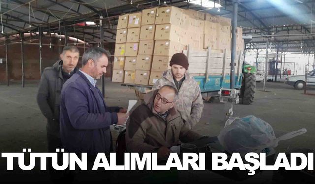 Sarıgöl’de tütün alımları başladı