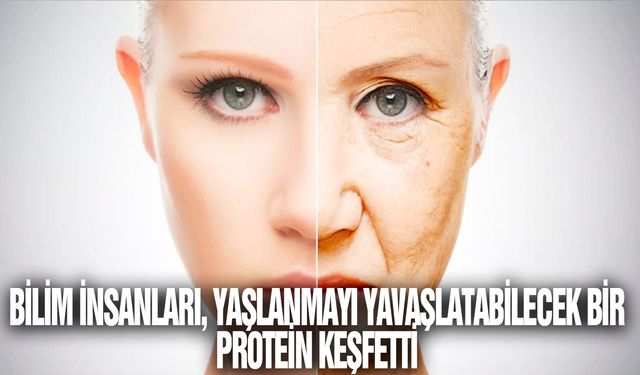 Bilim insanları, yaşlanmayı yavaşlatabilecek bir protein keşfetti