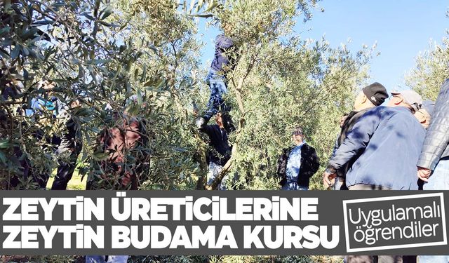 Zeytin budamayı uygulamalı öğrendiler  