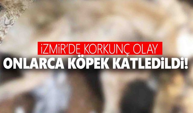 Görüntüler İzmir’den… Onlarca köpek katledildi!