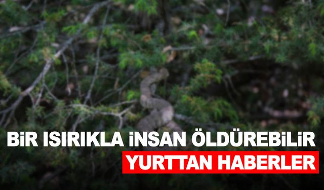 Bir ısırığı insanı öldürmeye yetiyor…