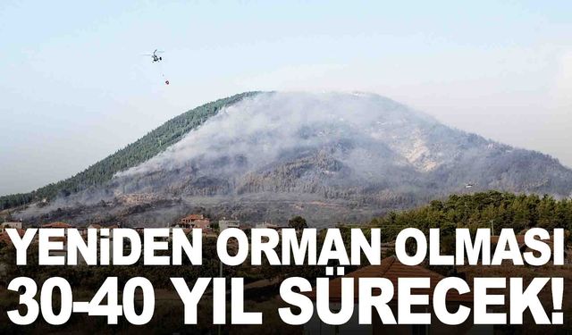 İzmir’deki orman 8 yıl önce kül olmuştu