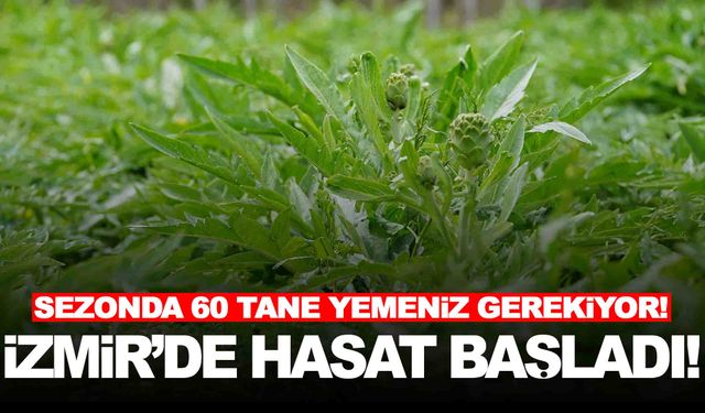 Karaciğerin dostu… Sezonda en az 60 tane yemeniz gerekiyor… İzmir’de hasadı başladı
