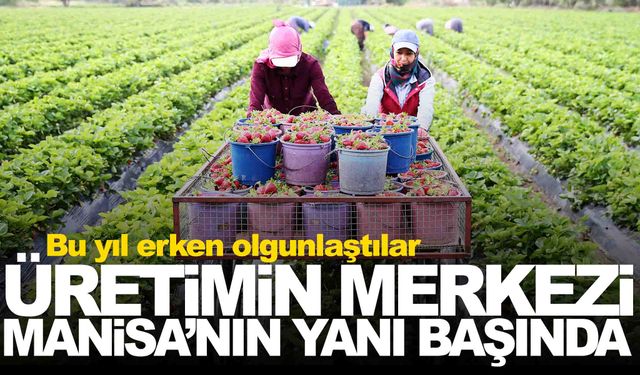 Manisa’nın yanı başında yetişiyor…  Bu yıl erken olgunlaştılar!