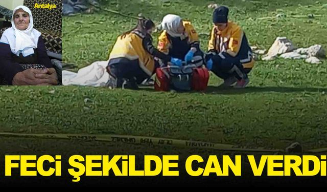 Yaşlı kadın çoban köpekleri tarafından parçalandı!