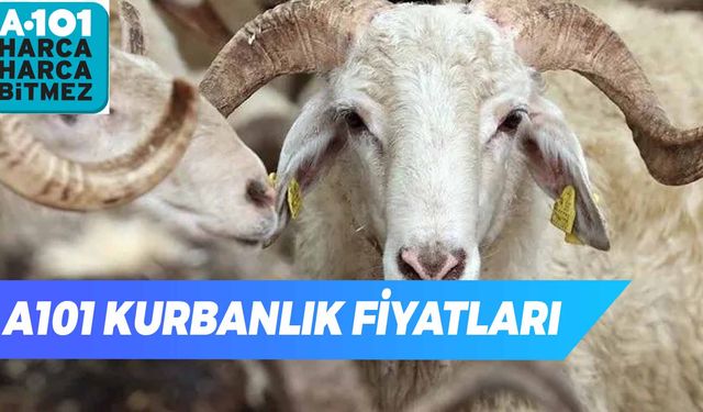 A101 Kurbanlık Fiyatları 2024 Listesini Açıkladı! Küçükbaş ve Büyükbaş Fiyatları Ne Kadar? Taksit Var Mı?