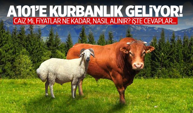 A101’e kurbanlık geliyor! İşte fiyatlar… A101 kurbanlık caiz midir?