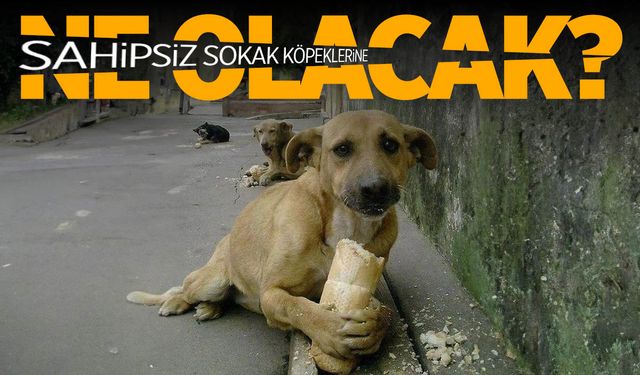 Bakan Yumaklı açıklama yaptı! Sokak köpeği sorununda son perde