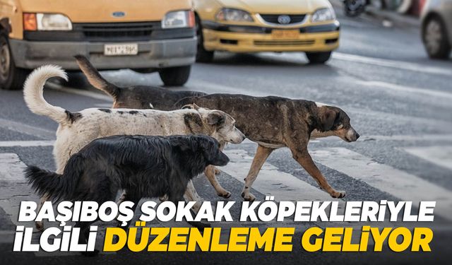 Başıboş köpek düzenlemesinin detayları belli oldu