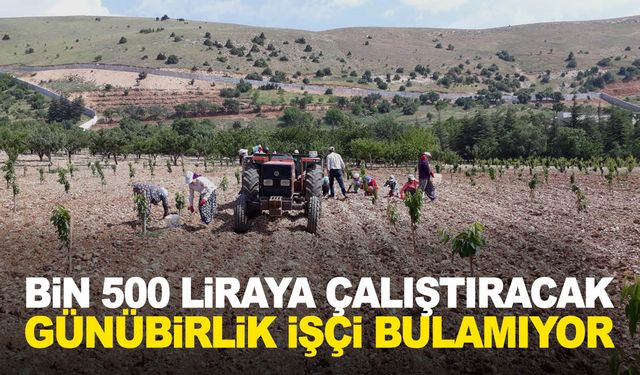 Bin 500 liraya çalıştıracak günübirlik işçi bulamıyor