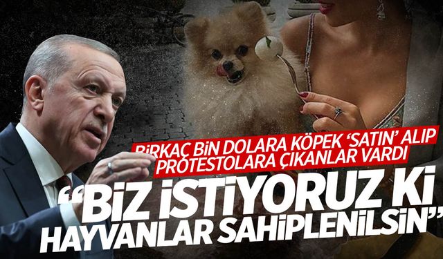 Cumhurbaşkanı Erdoğan'dan sokak köpeği sorununa değindi: Elitlere değil halka baktık