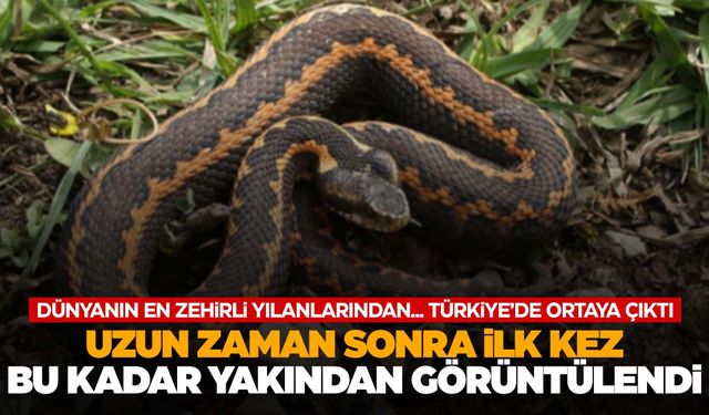 Dünyanın en zehirlilerinden! Rengi ve tüyleri ile dikkat çekiyor! Uzun zaman sonra ilk kez…