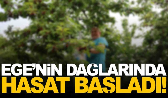 Ege dağlarında hasat başladı… Fiyatı memnun etti!