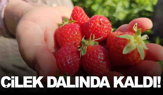 Ege’de çilek dalında kaldı… Üretici kan ağlıyor!