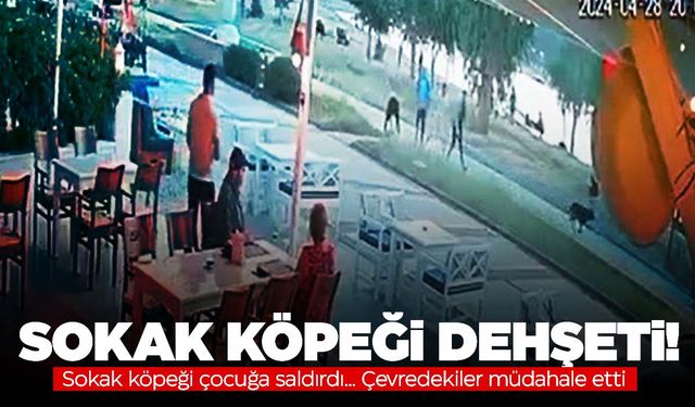 Ege’de dehşet veren görüntü! Sokak köpeği çocuğa saldırdı!