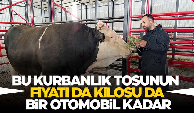 Kantara sığmayan tosunun fiyatı otomobillerle yarışıyor!