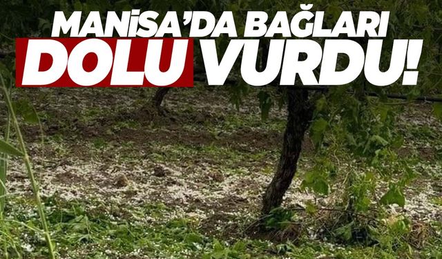 Manisa’da bağları dolu vurdu!