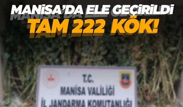 Manisa’da ele geçirildi! Tam 222 kök!