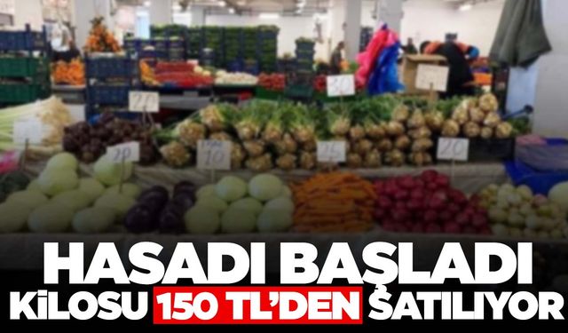 Manisa’da hasat edildiği gibi satıldı… Kilosu 150 TL!