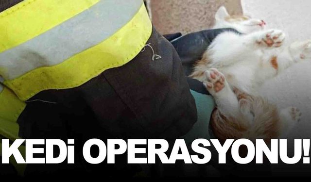 Manisa’da itfaiyeden kedi operasyonu!